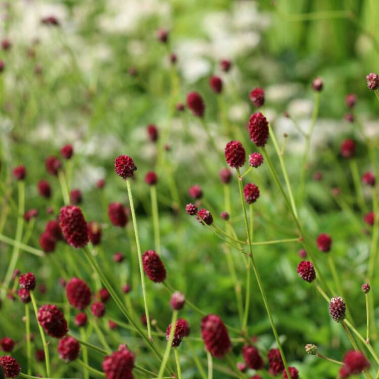 Plant image Sanguisorba officinalis