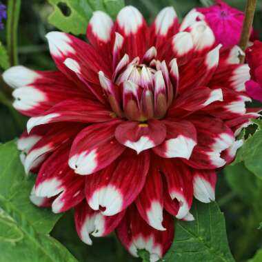 Dahlia 'Mystery Day' (Decorative)