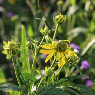 Coneflower 'Goldquelle'