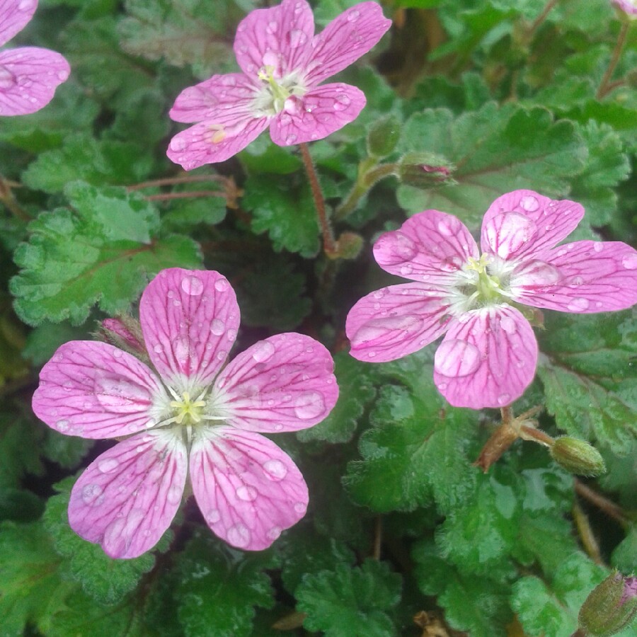 Erodium x variabile 'Bishop's Form'