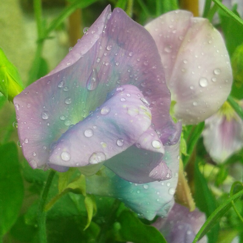 Lathyrus Odoratus 'Turquoise Lagoon'