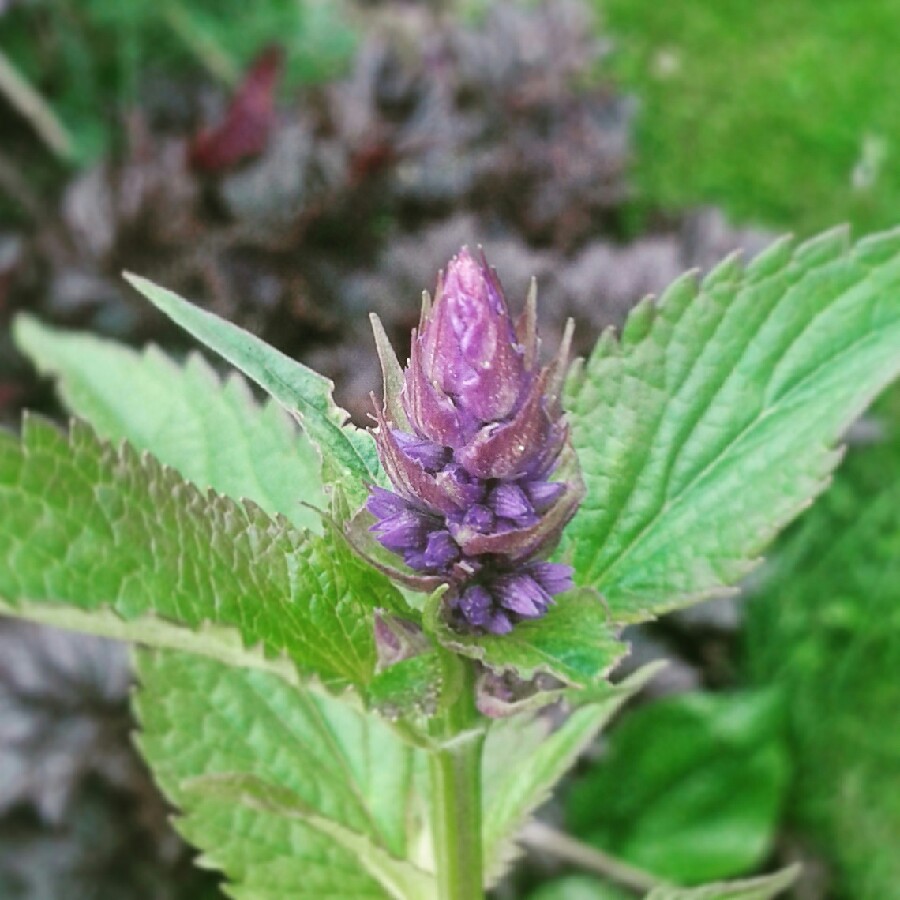 Agastache 'Black Adder'