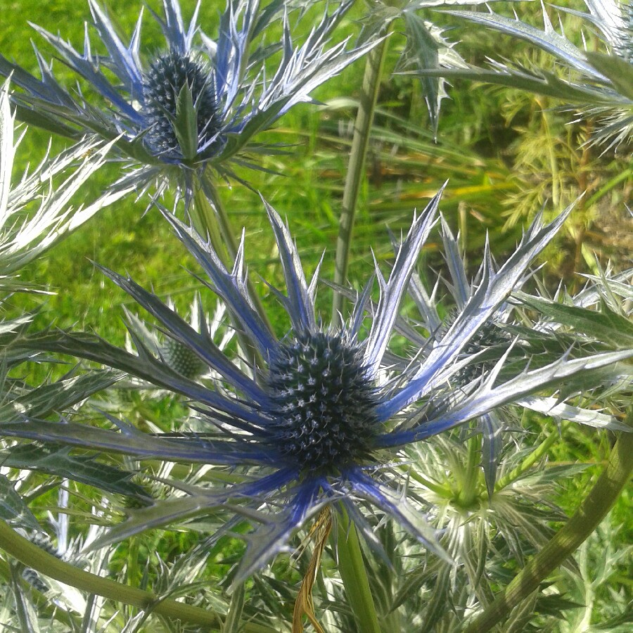 Eryngium x zabelii 'Big Blue'