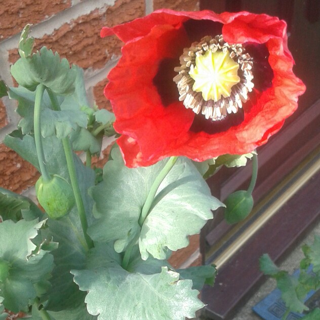 Plant image Papaver somniferum 'Single Scarlet'