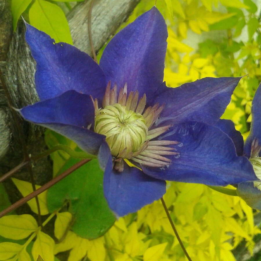 Clematis 'Multi Blue'