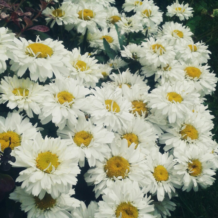 Leucanthemum x superbum 'Freak'