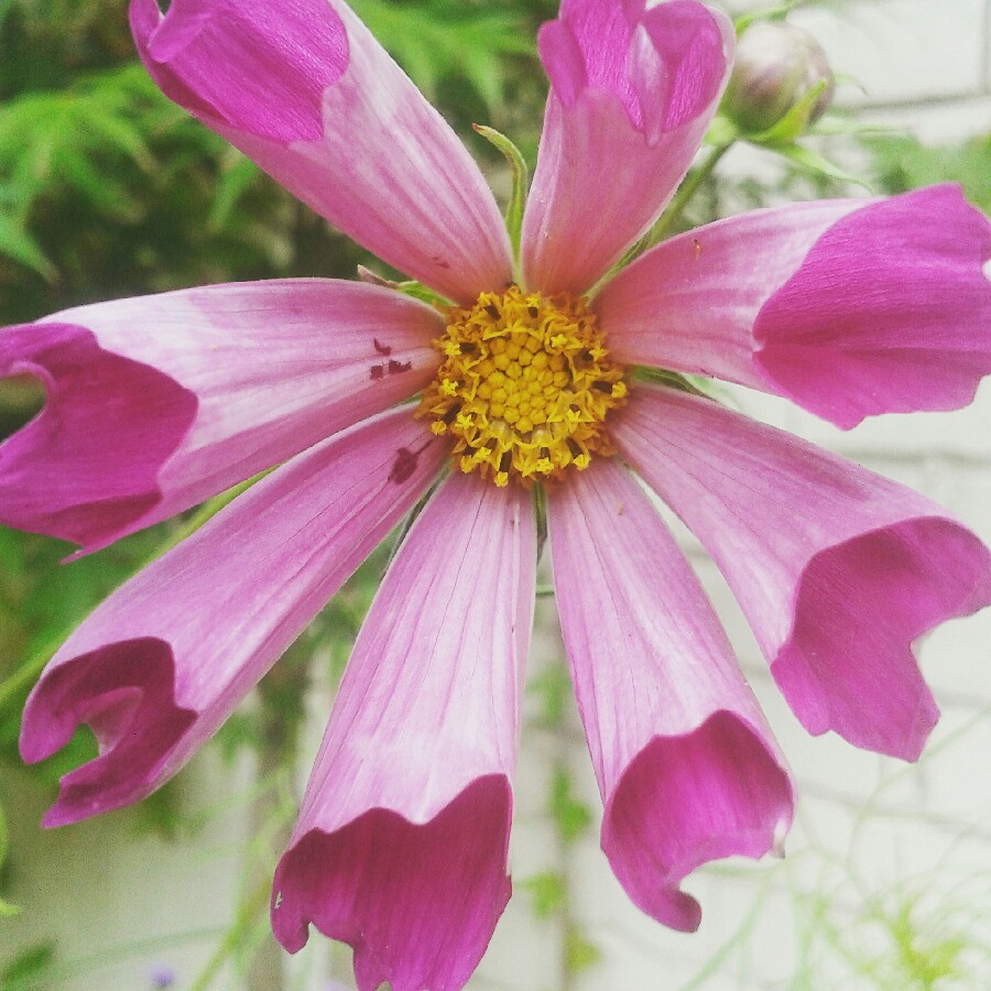 Plant image Cosmos Bipinnatus 'Pied Piper'