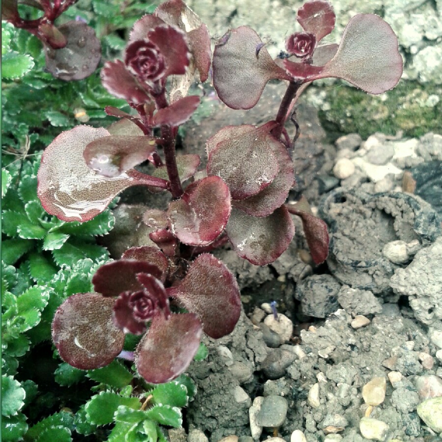 Sedum Spurium Schorbusers Blut