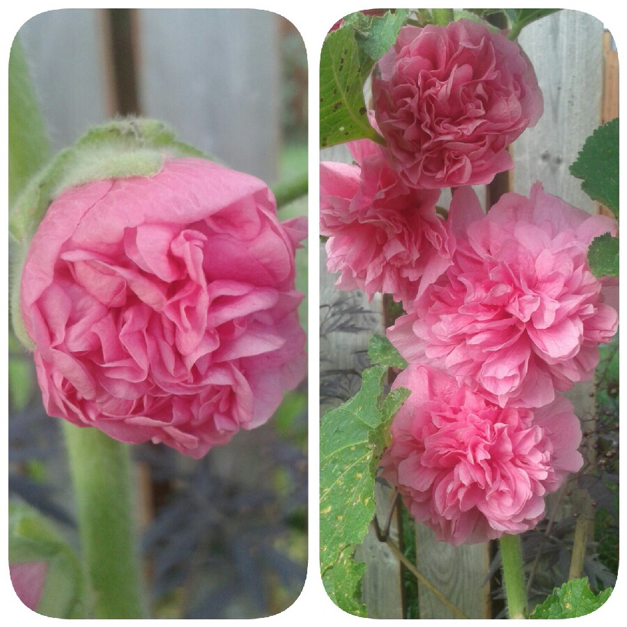 Alcea rosea 'Chater's Double Group Rose Pink'