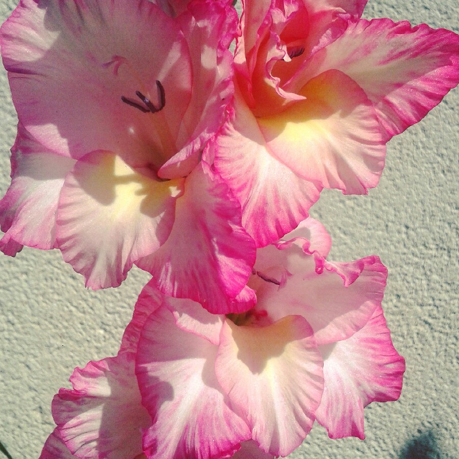 Gladiolus 'Priscilla'