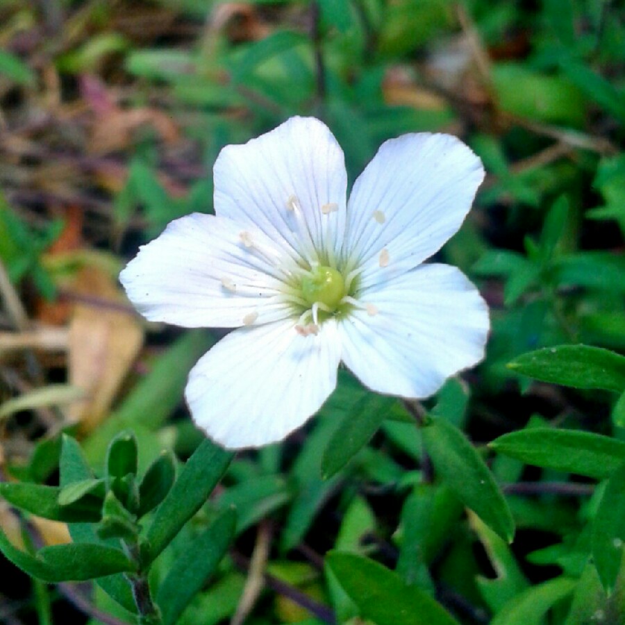 Arenaria Montana 'Blizzard', Sandwort 'Blizzard' - uploaded by @gardengimp