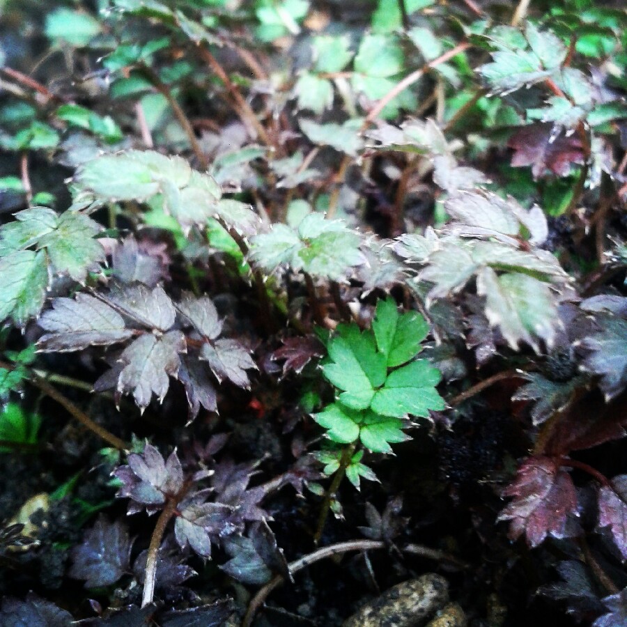 Acaena microphylla 'Kupferteppich' syn. Acaena microphylla 'Copper Carpet'