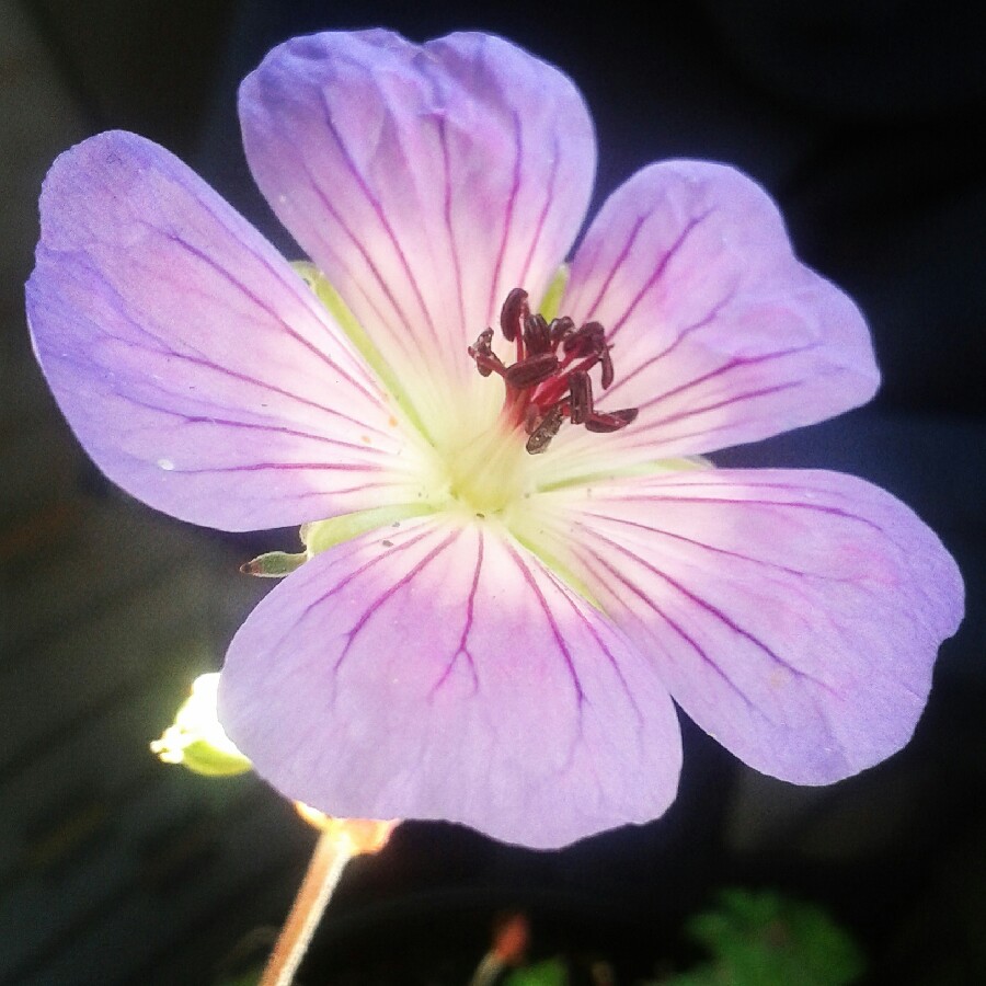 Plant image Geranium wallichianum 'Buxton's Variety' syn. Geranium wallichianum 'Buxton's Blue'