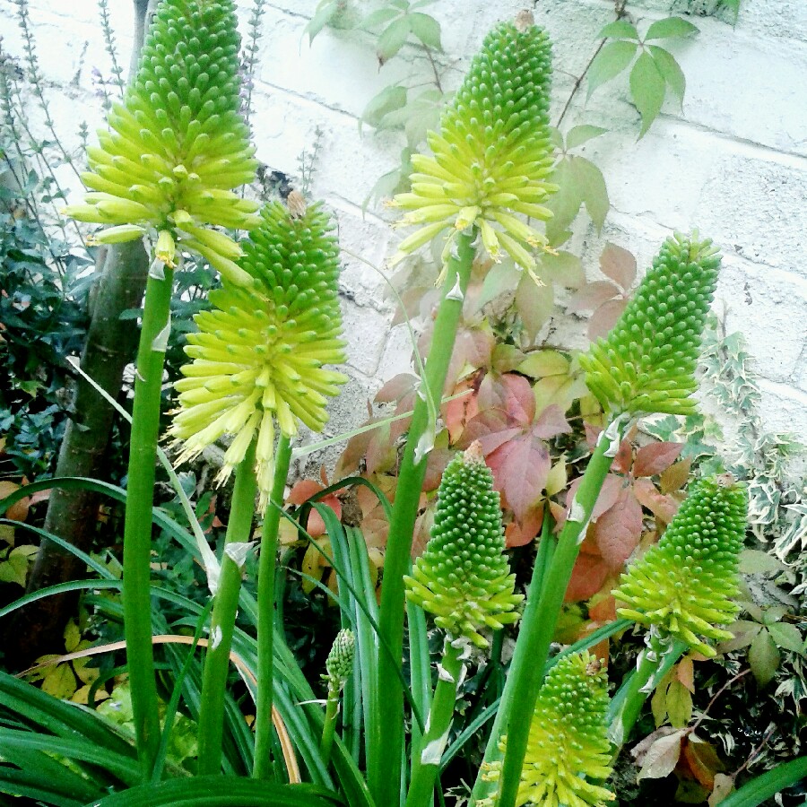 Plant image Kniphofia 'Limelight'