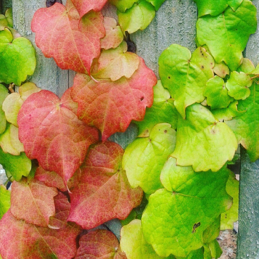 Plant image Parthenocissus tricuspidata syn. Ampelopsis hoggii ; Ampelopsis tricuspidata