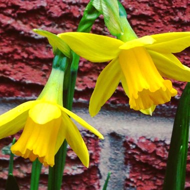 Narcissus 'Tête-à-Tête'