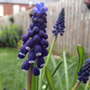 Muscari 'Joyce Spirit'