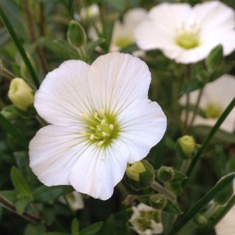 Arenaria Montana 'Blizzard', Sandwort 'Blizzard' - uploaded by @gardengimp