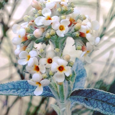 Buddleja 'Morning Mist' syn. Buddleja 'Silver Anniversary'