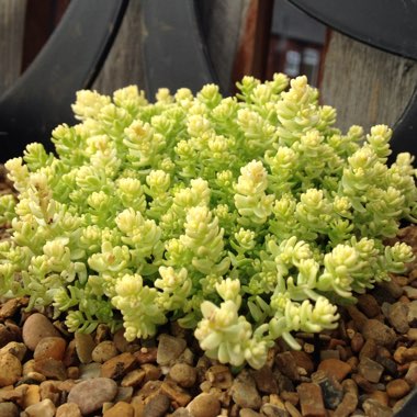 Sedum Acre