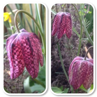 Fritillaria meleagris