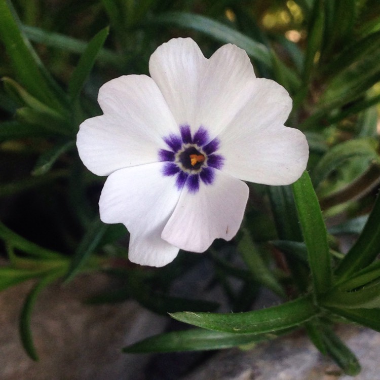 Plant image Phlox subulata 'Bavaria'