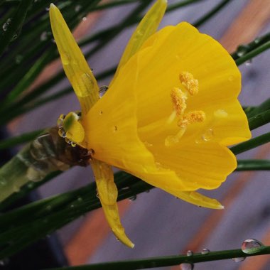 Narcissus bulbocodium 'Golden Bells Group' syn. Narcissus bulbocodium 'Golden Bells', Narcissus 'Golden Bells', Narcissus 'Silvania'