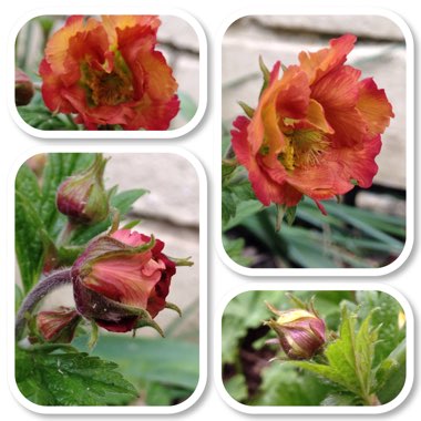 Geum 'Mai Tai'