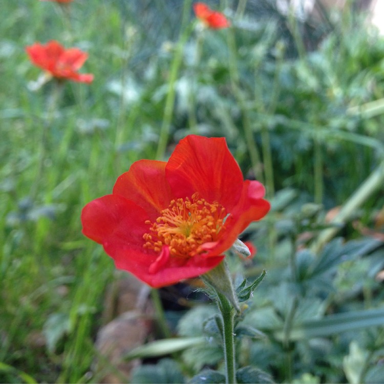 Plant image Geum Coccineum 'Cooky'