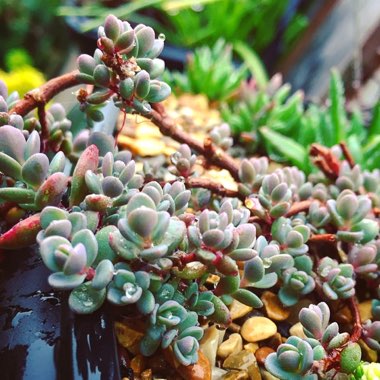 Sedum Cyaneum Sakhalin