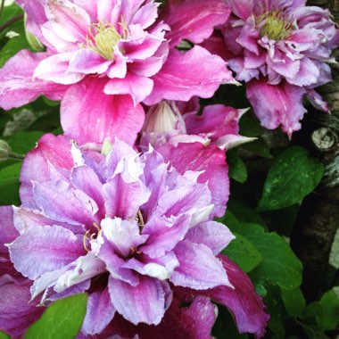 Clematis 'Piilu'