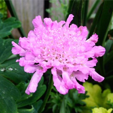 Scabiosa 'Pink Mist'