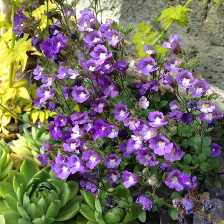 Plant image Chaenorhinum origanifolium 'Blue Dream'