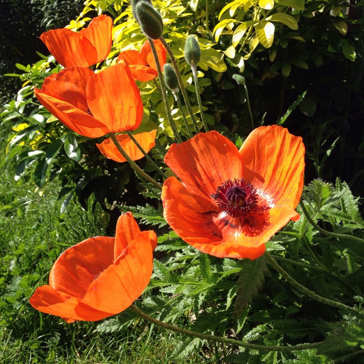 Plant image Papaver orientale 'Fruit Punch' (Mix)