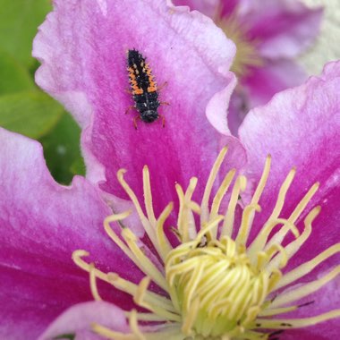 Clematis 'Piilu'