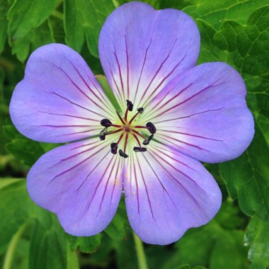 Geranium wallichianum 'Buxton's Variety' syn. Geranium wallichianum 'Buxton's Blue'