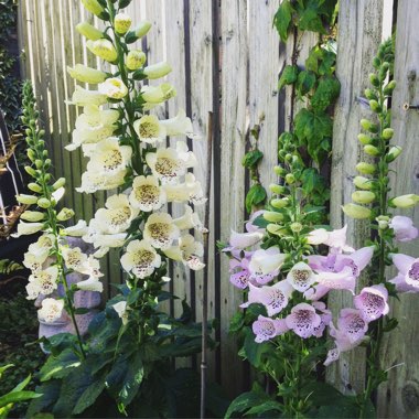 Digitalis