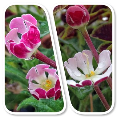 Zaluzianskya ovata 'Star Balsam'