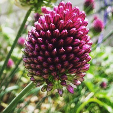 Allium sphaerocephalon