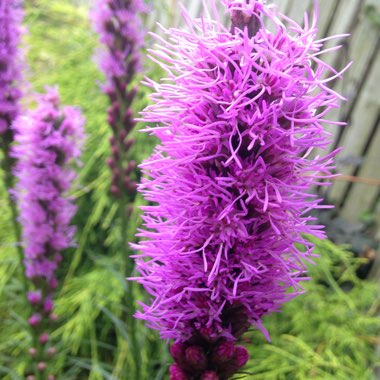 Liatris spicata