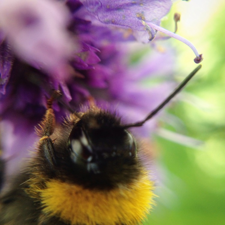 Plant image Agastache 'Black Adder'