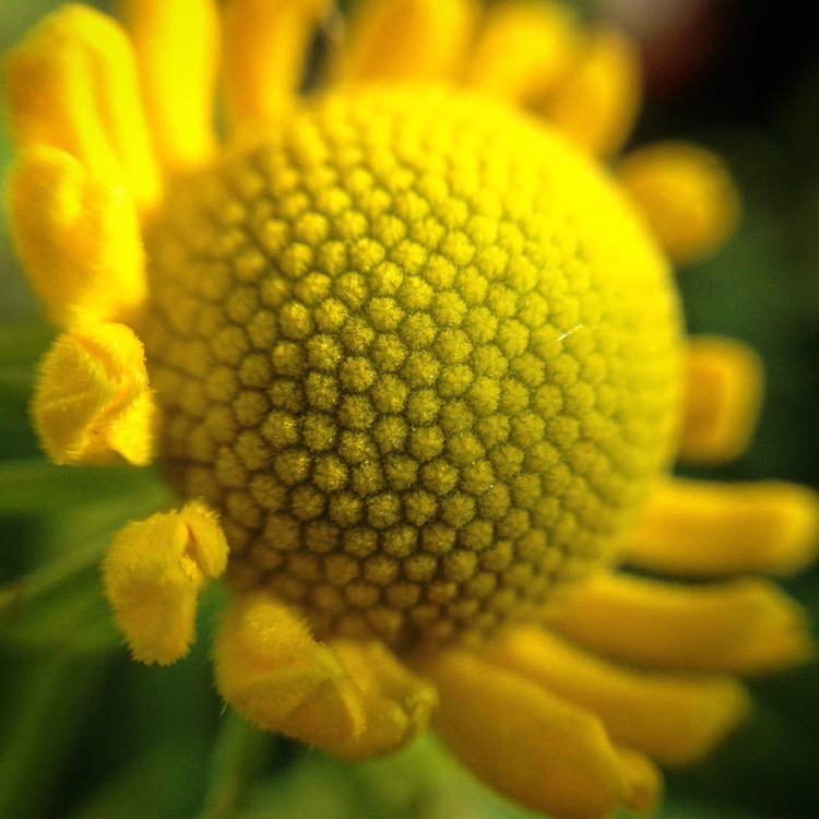 Plant image Helenium autumnale 'Butterpat'