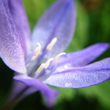 Triteleia 'Queen Fabiola' syn. Brodiaea 'Queen Fabiola'