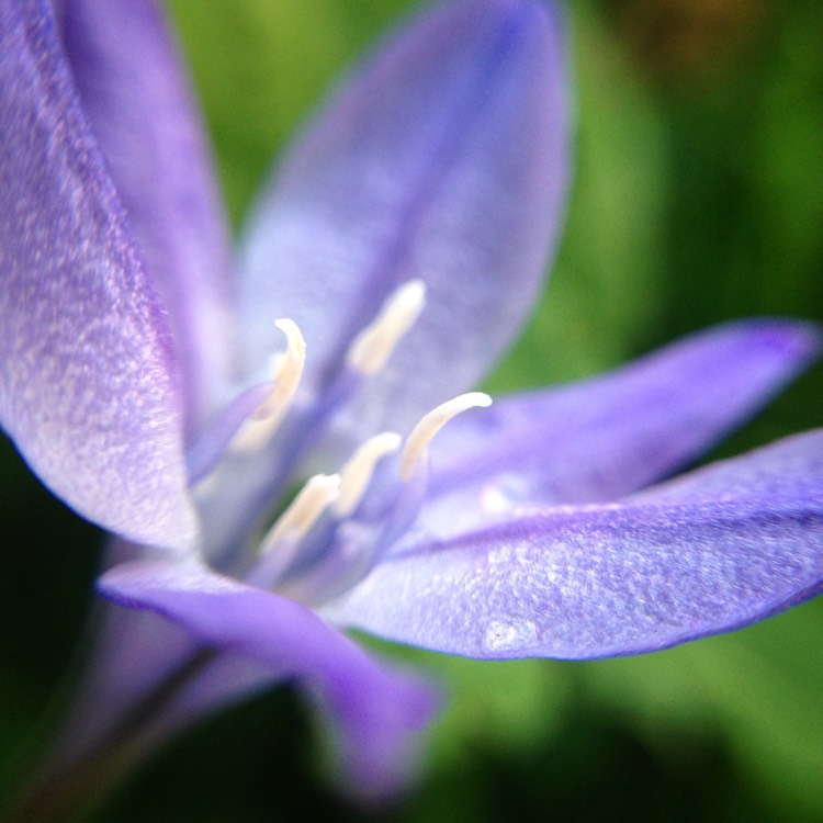 Plant image Triteleia 'Queen Fabiola' syn. Brodiaea 'Queen Fabiola'