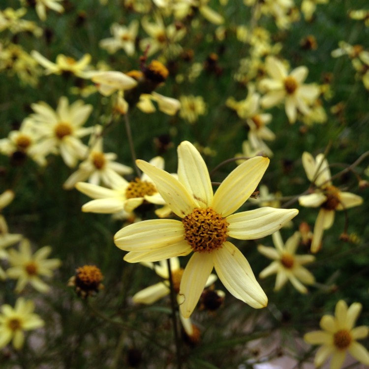 Plant image Coreopsis verticillata 'Moonbeam'