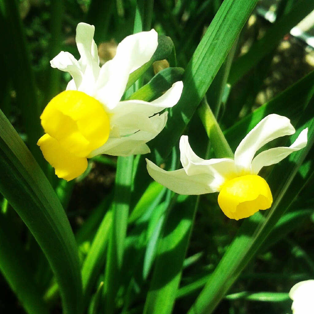 Plant image Narcissus 'Canaliculatus'