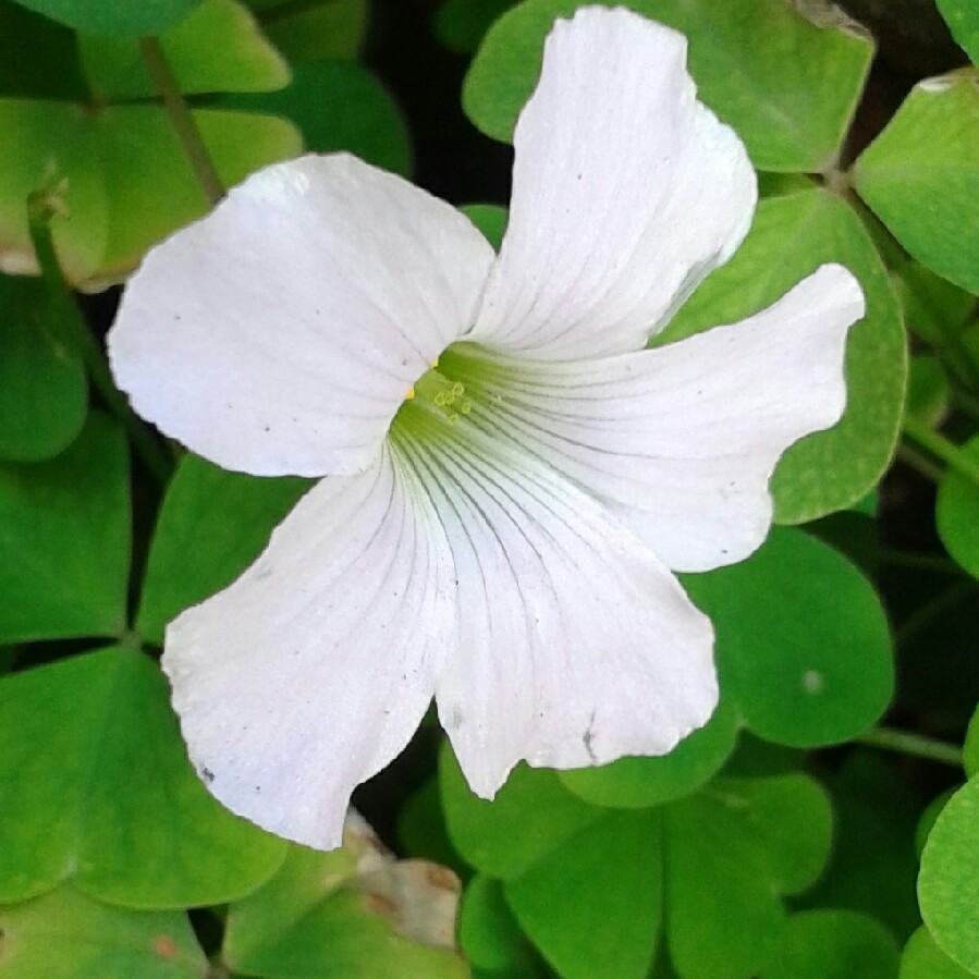 Plant image Oxalis Incarnata