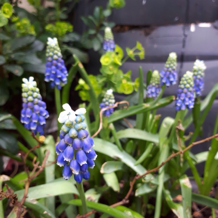 Plant image Muscari 'Mount Hood' syn. Muscari aucheri 'Mount Hood'