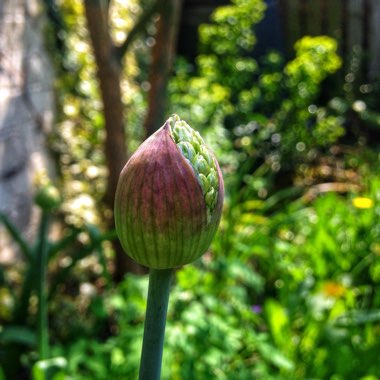 Allium hollandicum 'Purple Sensation' syn. Allium 'Purple Sensation', Allium aflatunense 'Purple Sensation'