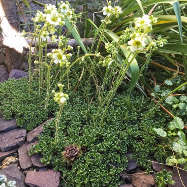 Saxifraga Paniculata